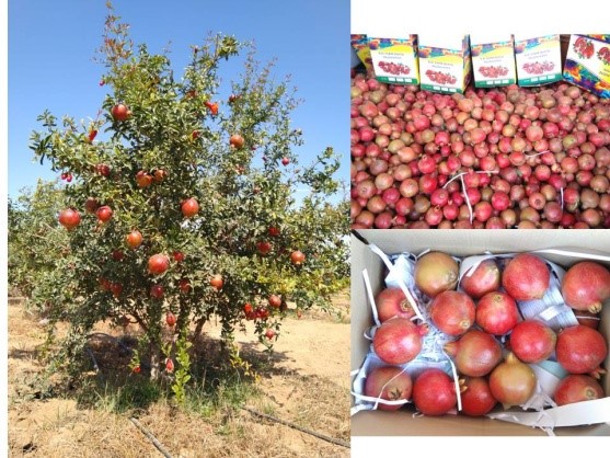 Success stories of Pomegranate