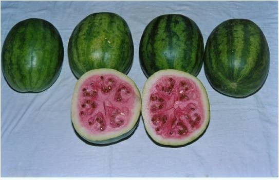 Thar Madhur (AHW-19) Thar Madhur (AHW-19)