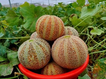 variety notified image