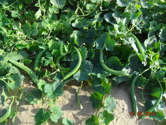 Thar Karni Thar Karni