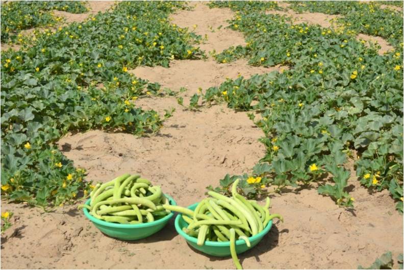 Thar Sheetal Thar Sheetal